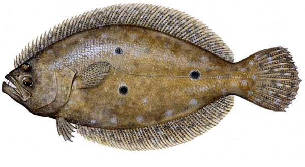 flounder