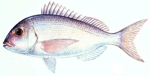 porgy