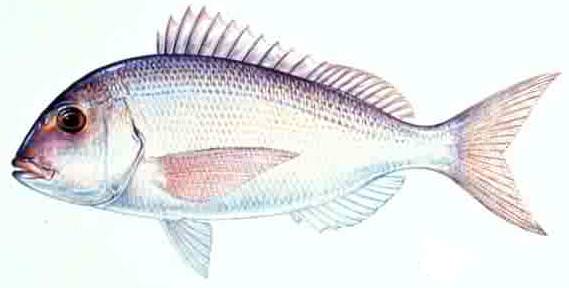 porgy