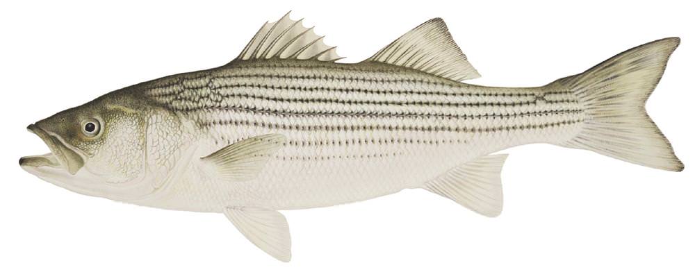 striped bass