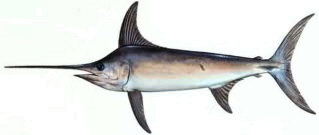 swordfish