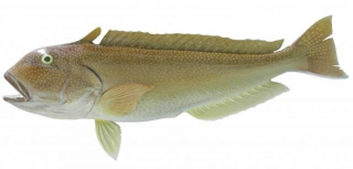 tilefish