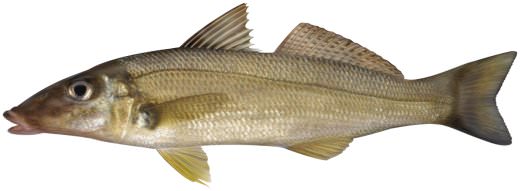 whiting